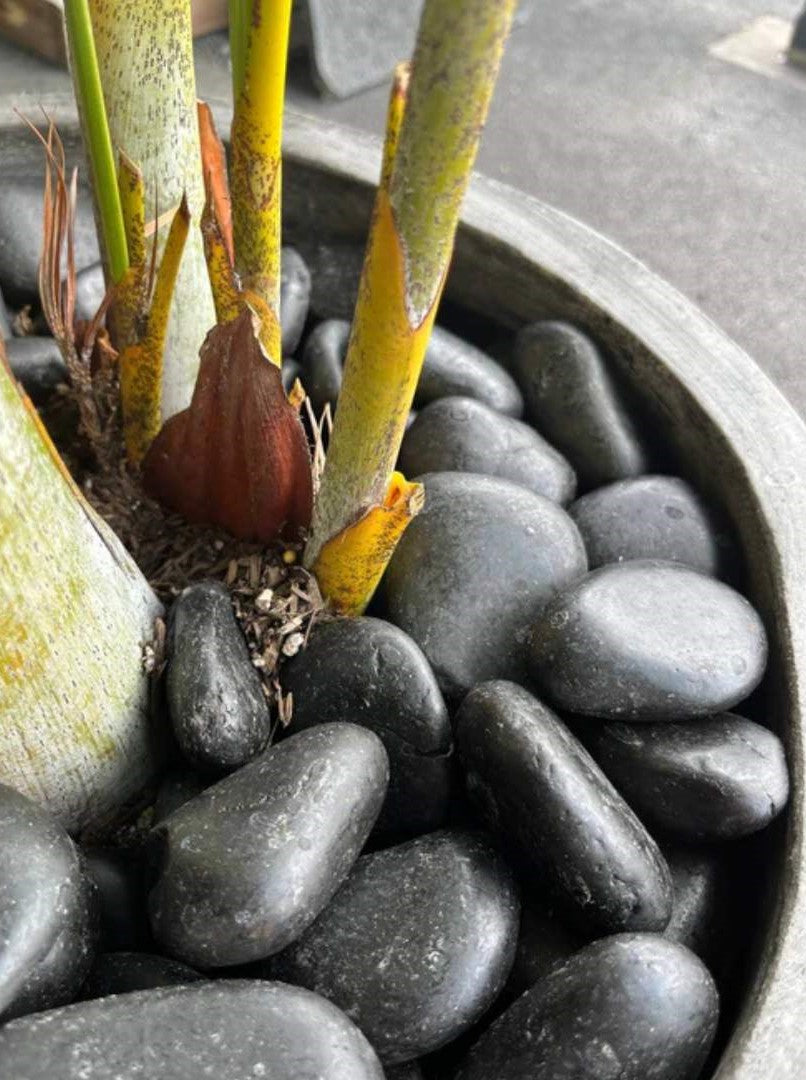 Black Sand Garden Pebble Hawaii Stone Imports