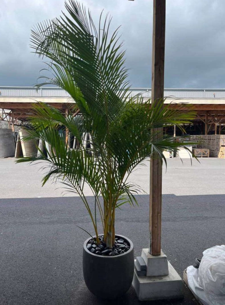 Black Sand Garden Pebble Hawaii Stone Imports