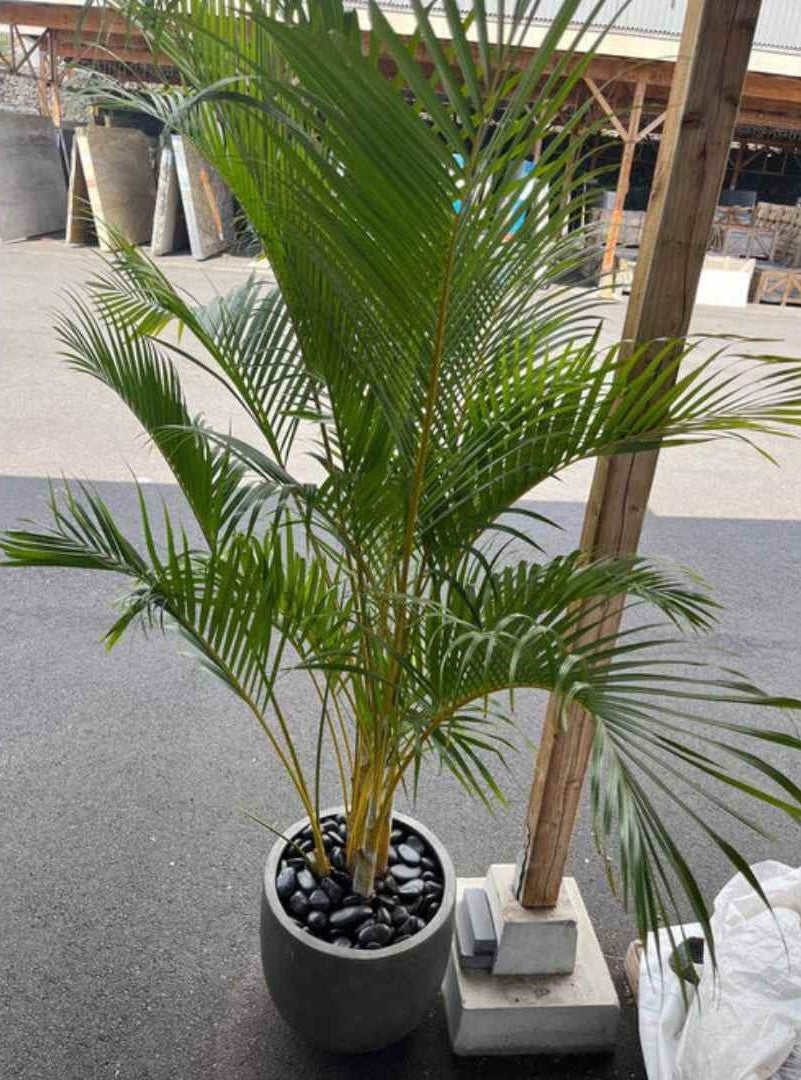 Black Sand Garden Pebble Hawaii Stone Imports