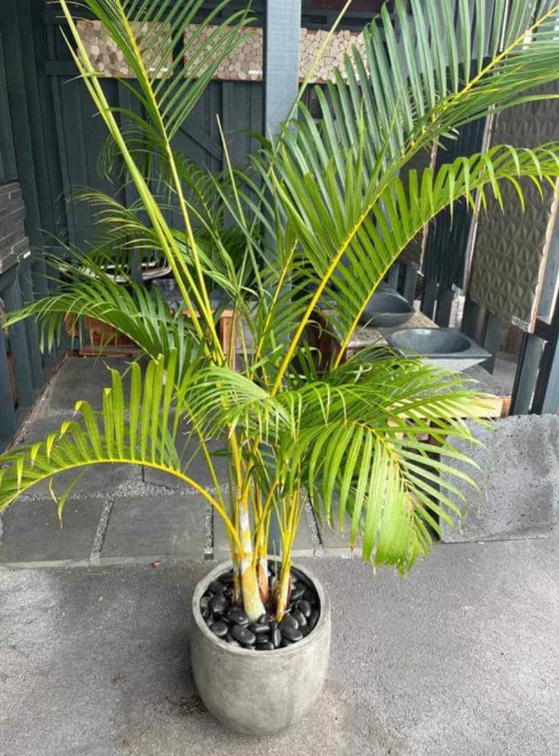 Black Sand Garden Pebble Hawaii Stone Imports