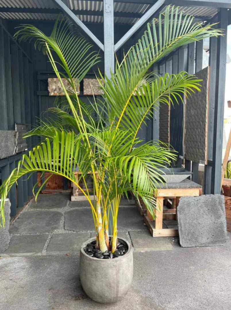 Black Sand Garden Pebble Hawaii Stone Imports