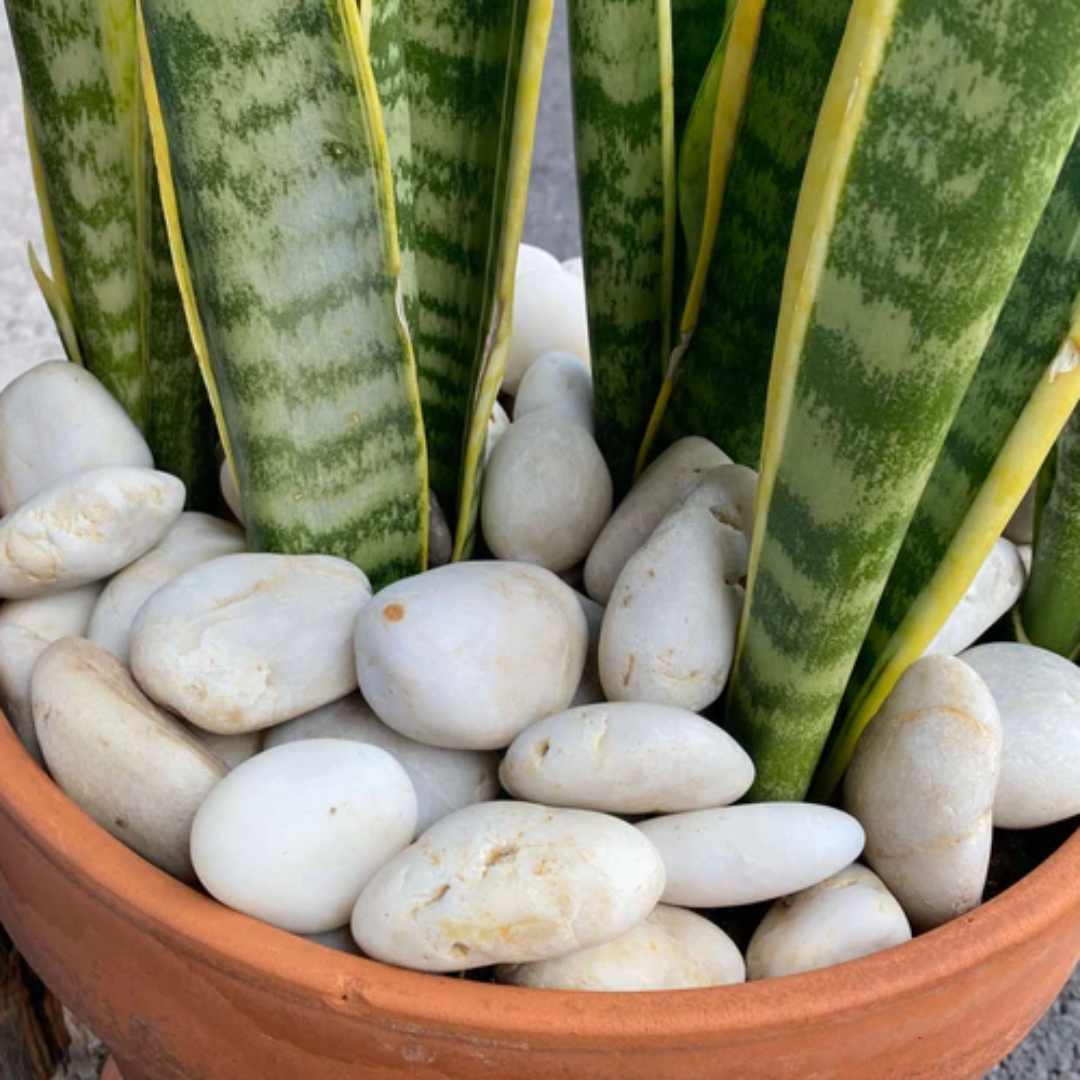 Mauna Kea Snow Garden Pebble Hawaii Stone Imports