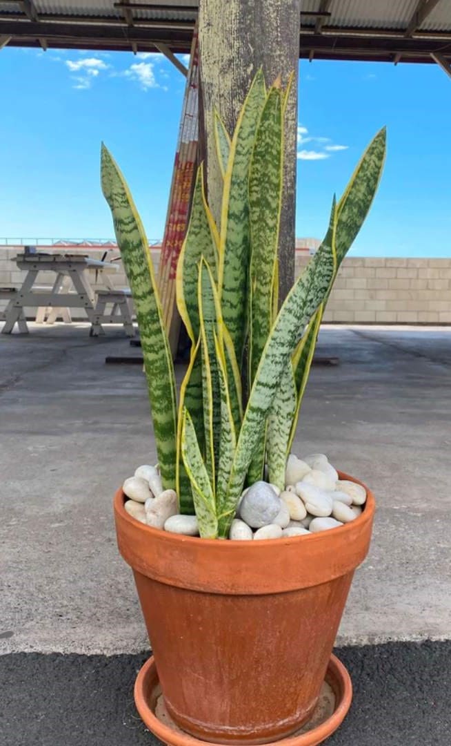 Mauna Kea Snow Garden Pebble Hawaii Stone Imports