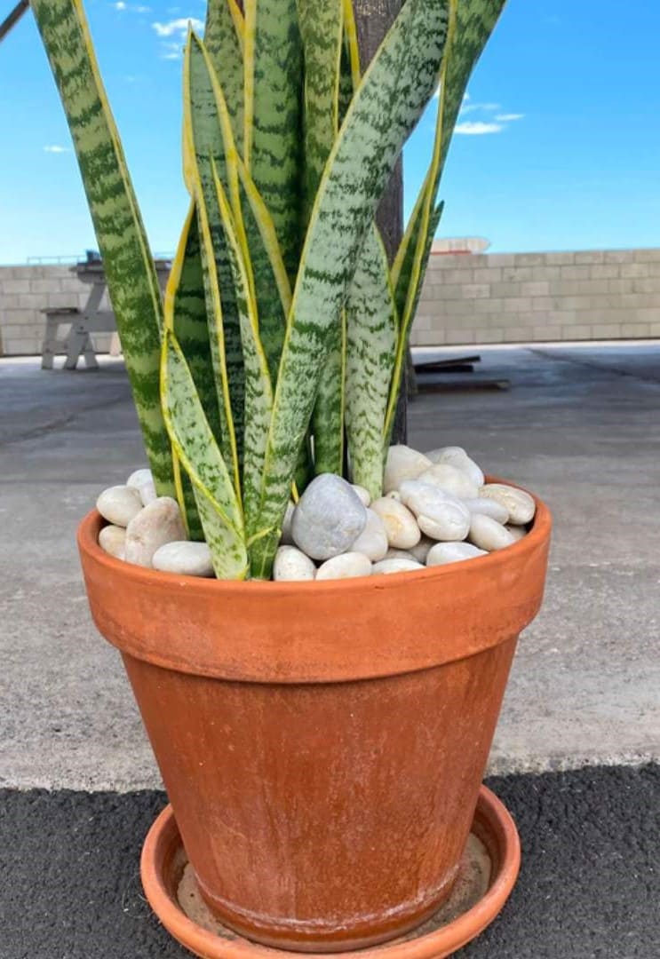 Mauna Kea Snow Garden Pebble Hawaii Stone Imports