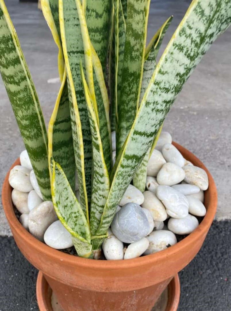 Mauna Kea Snow Garden Pebble Hawaii Stone Imports