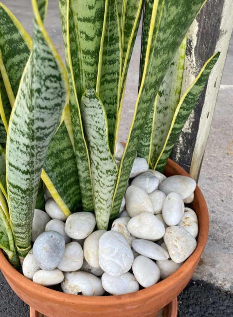 Mauna Kea Snow Garden Pebble Hawaii Stone Imports