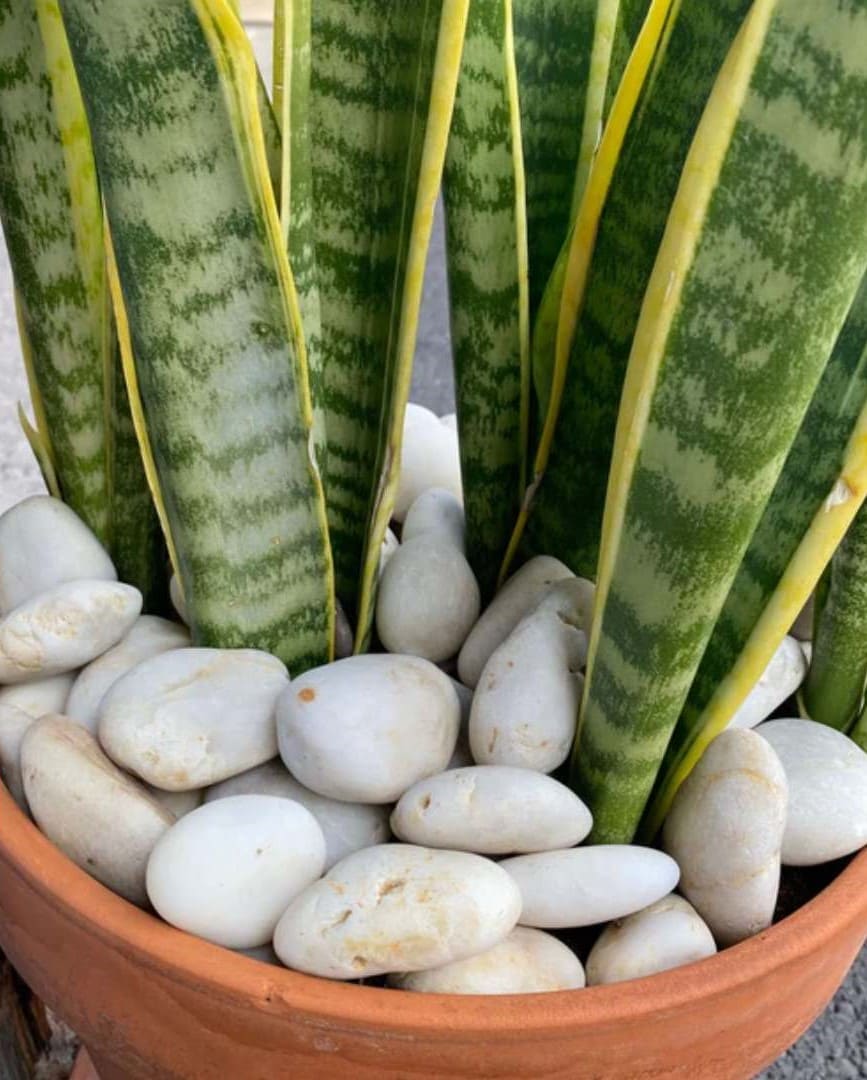 Mauna Kea Snow Garden Pebble Hawaii Stone Imports