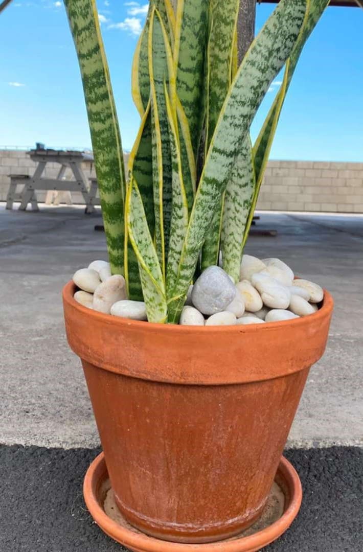 Mauna Kea Snow Garden Pebble Hawaii Stone Imports