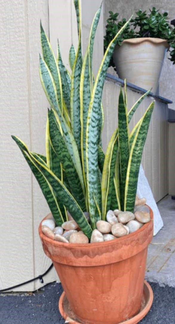 Sunset Garden Pebbles Hawaii Stone Imports