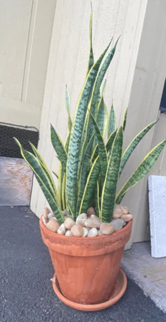 Sunset Garden Pebbles Hawaii Stone Imports