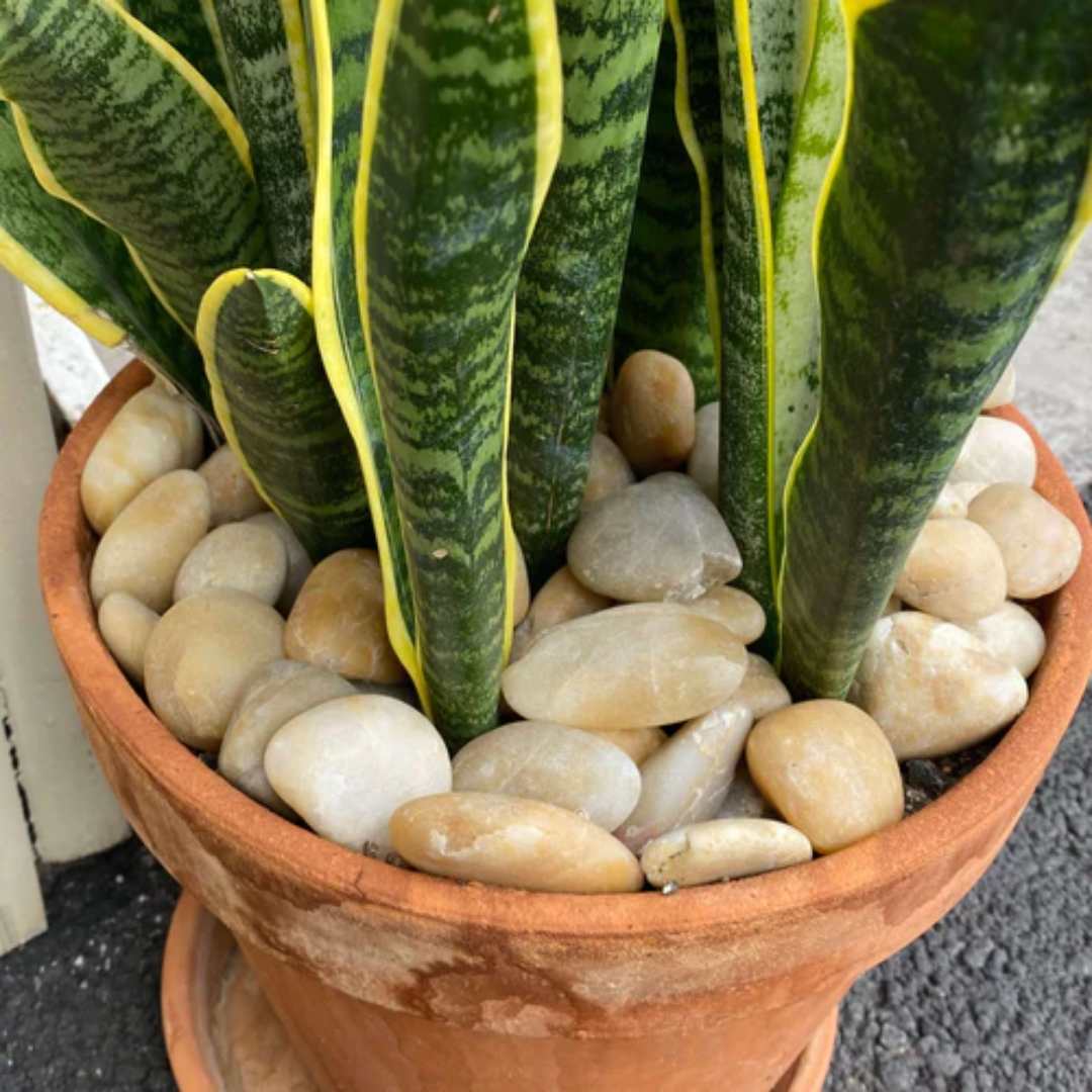Sunset Garden Pebbles Hawaii Stone Imports