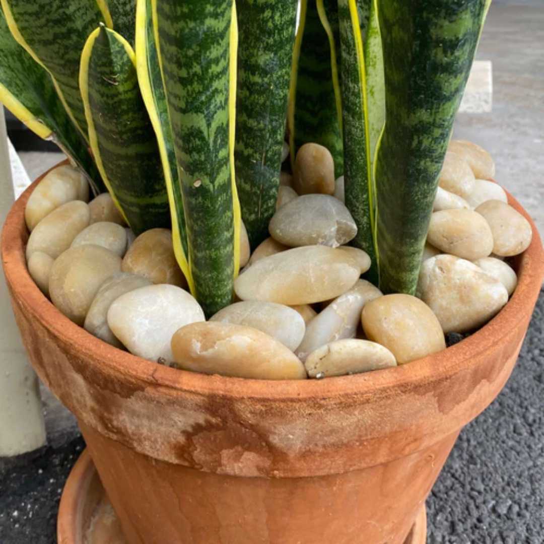 Sunset Garden Pebbles Hawaii Stone Imports