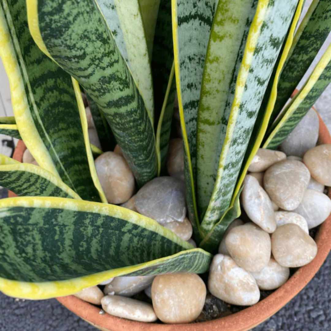 Sunset Garden Pebbles Hawaii Stone Imports