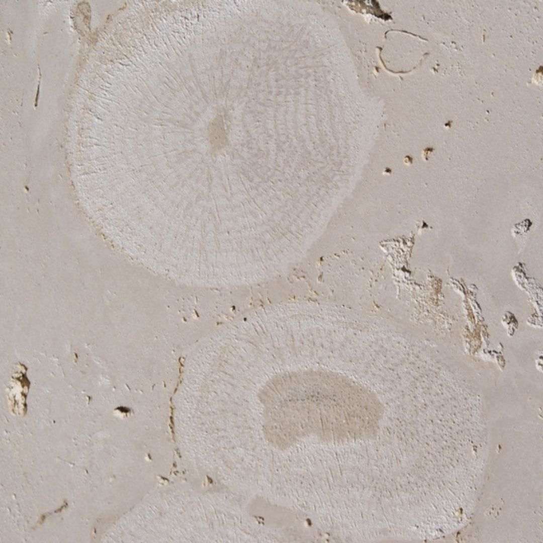 Coral Gem Limestone Slab Hawaii Stone Imports