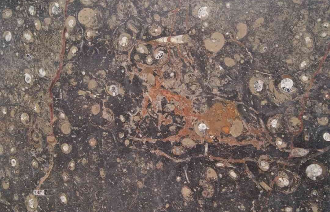 Brown Fossil Limestone Slab Hawaii Stone Imports