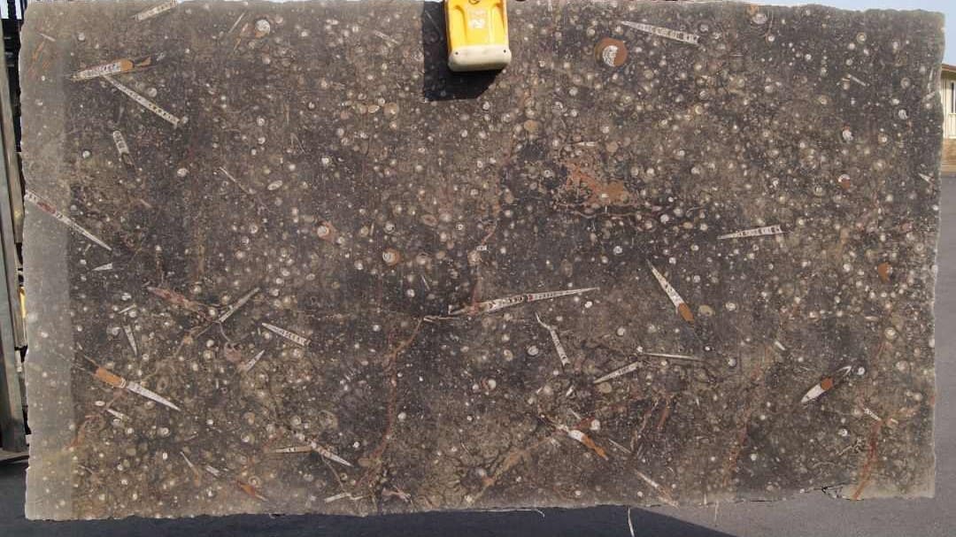 Brown Fossil Limestone Slab Hawaii Stone Imports