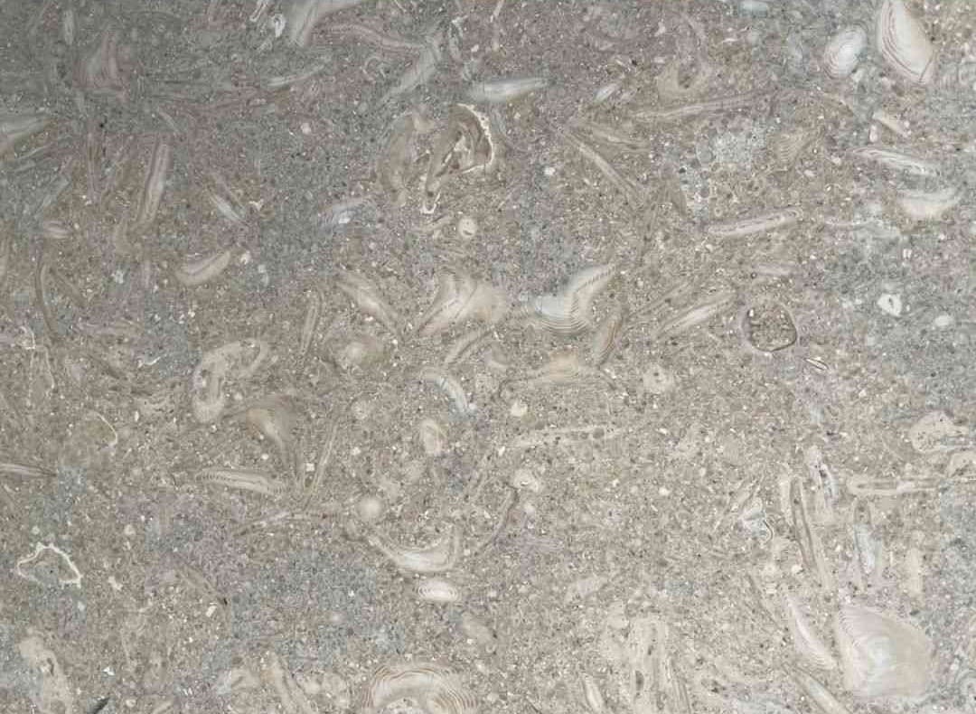 Seagrass Limestone Slab Hawaii Stone Imports