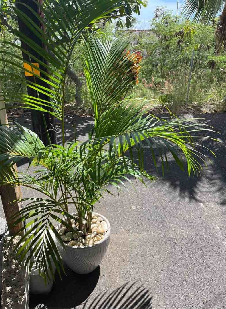 Sunset Garden Pebbles Hawaii Stone Imports