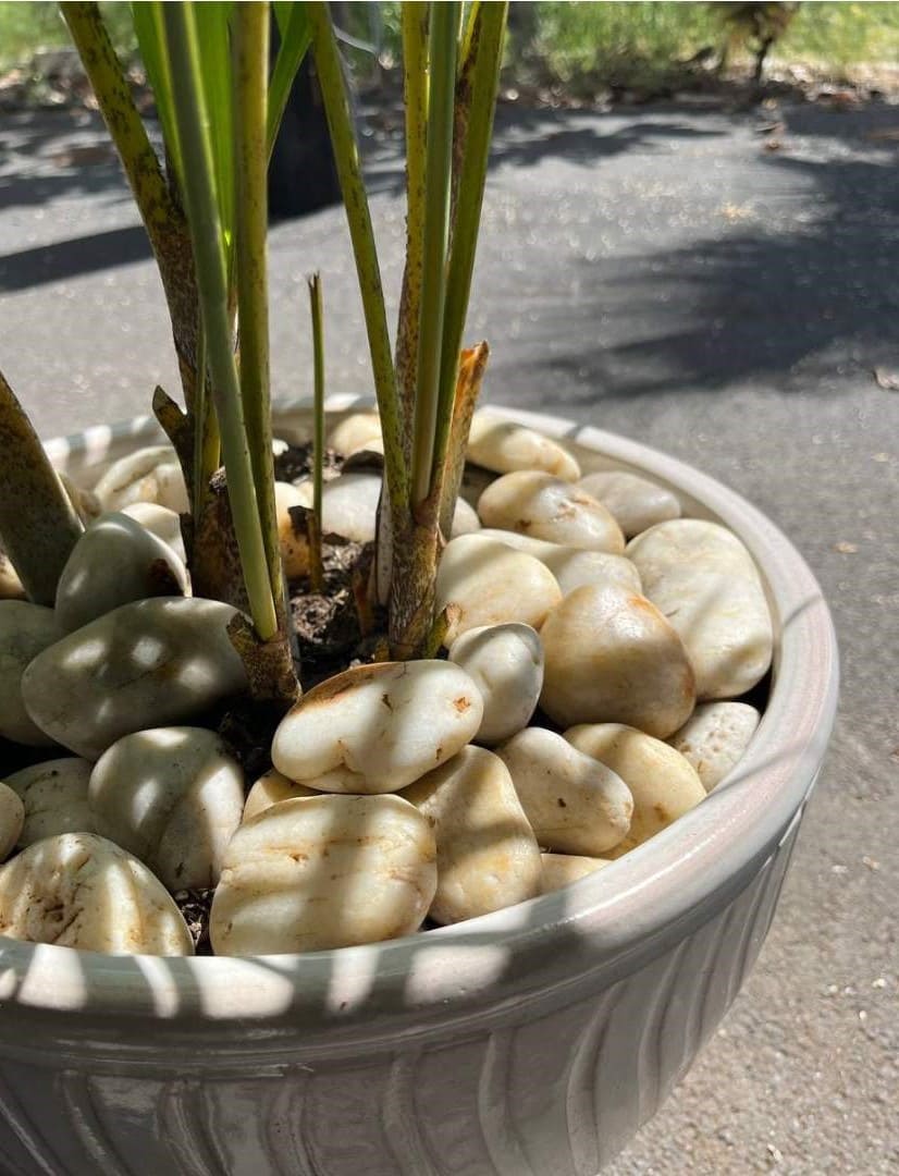 Sunset Garden Pebbles Hawaii Stone Imports