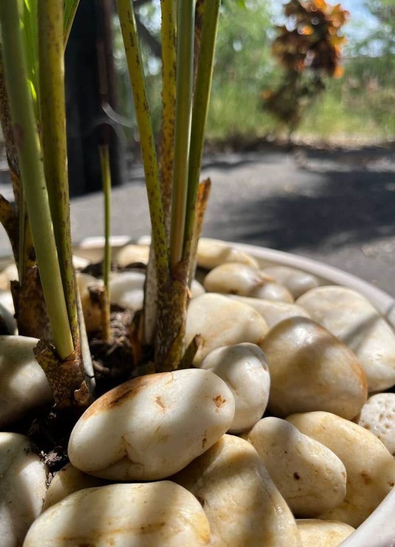 Sunset Garden Pebbles Hawaii Stone Imports