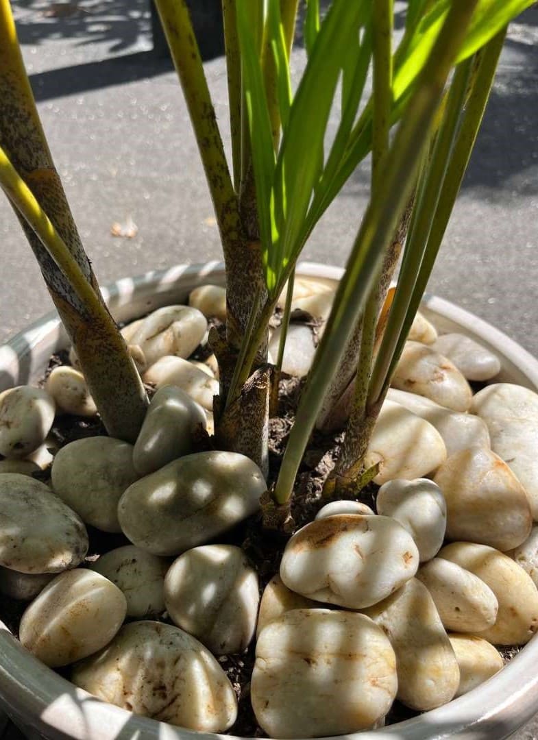 Sunset Garden Pebbles Hawaii Stone Imports