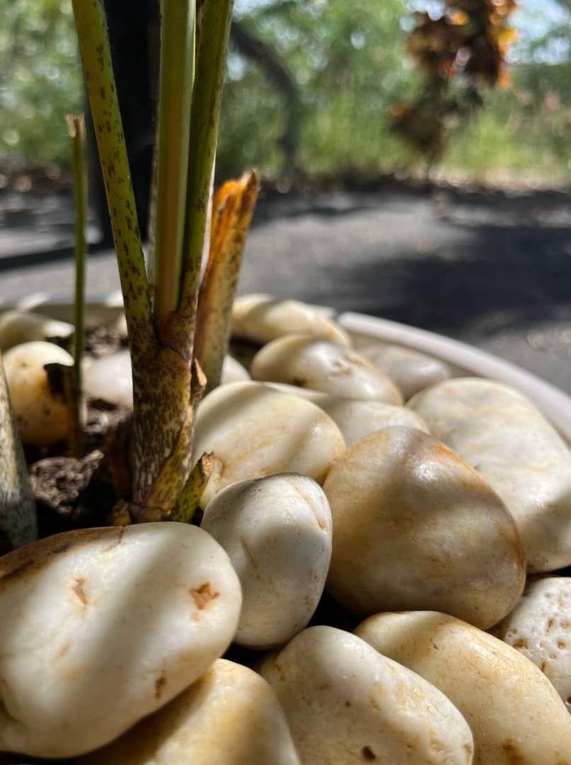 Sunset Garden Pebbles Hawaii Stone Imports