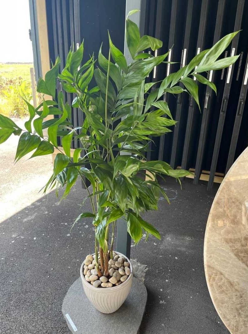 Sunset Garden Pebbles Hawaii Stone Imports