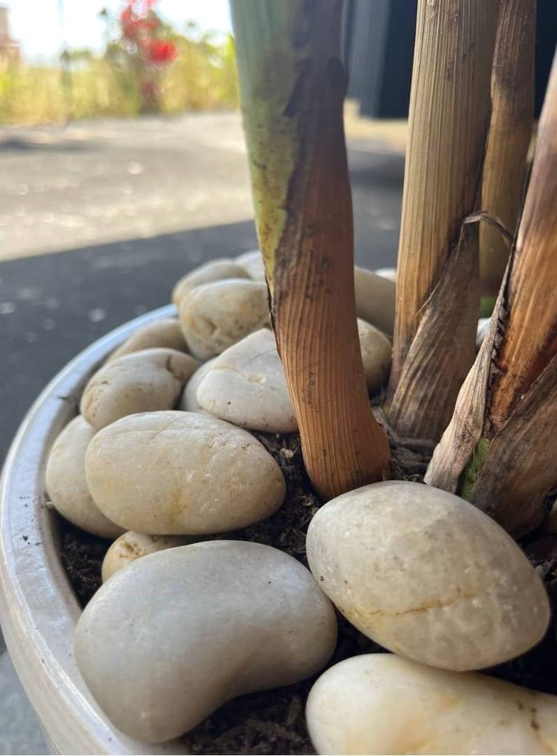 Sunset Garden Pebbles Hawaii Stone Imports