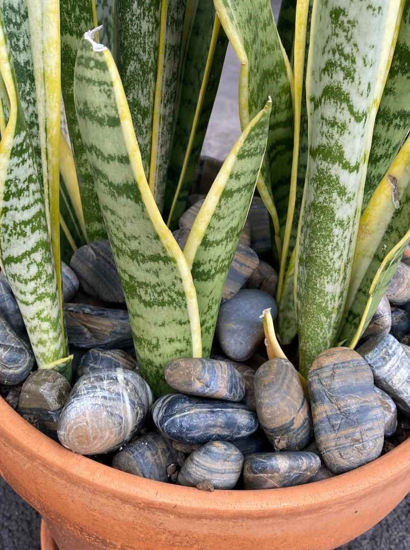 Tiger Wood Garden Pebbles Hawaii Stone Imports
