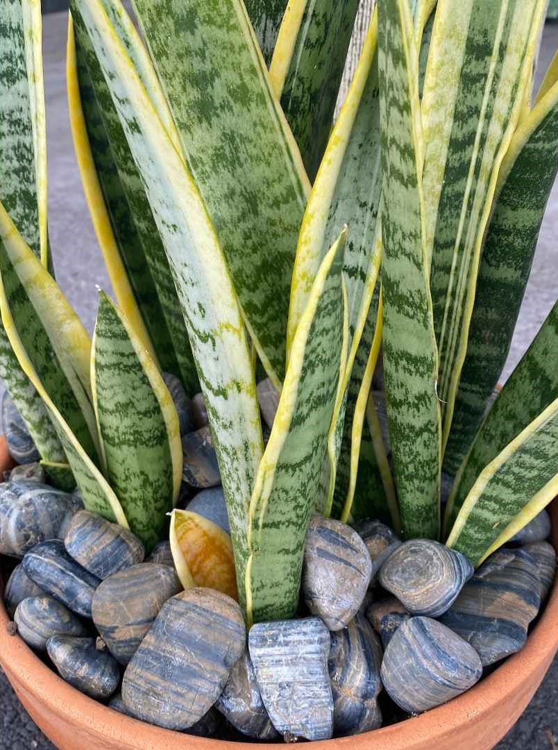 Tiger Wood Garden Pebbles Hawaii Stone Imports