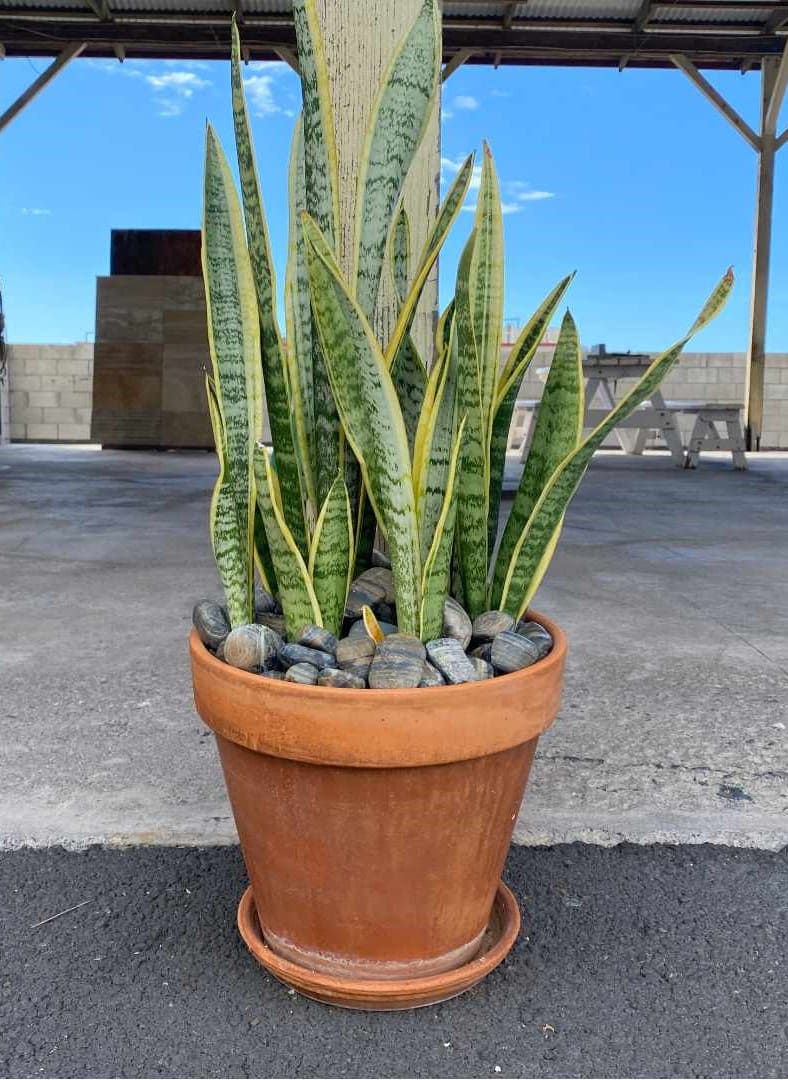 Tiger Wood Garden Pebbles Hawaii Stone Imports