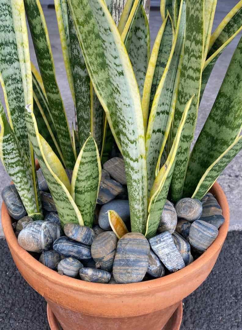 Tiger Wood Garden Pebbles Hawaii Stone Imports