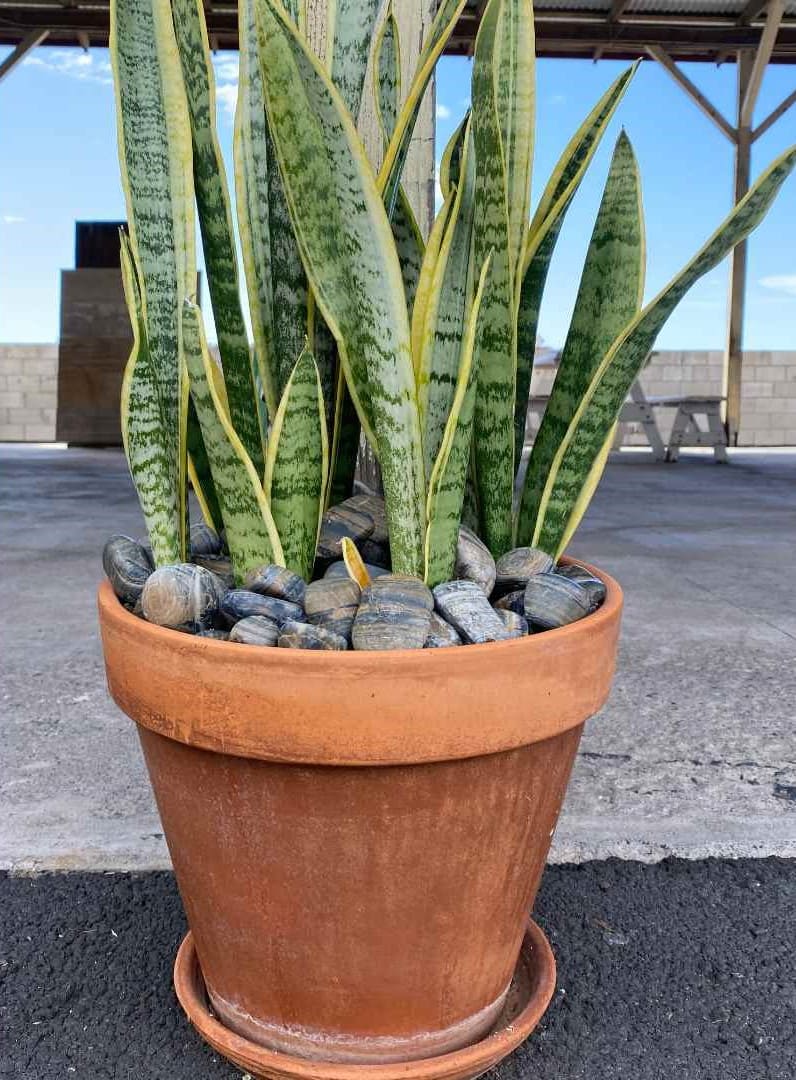 Tiger Wood Garden Pebbles Hawaii Stone Imports