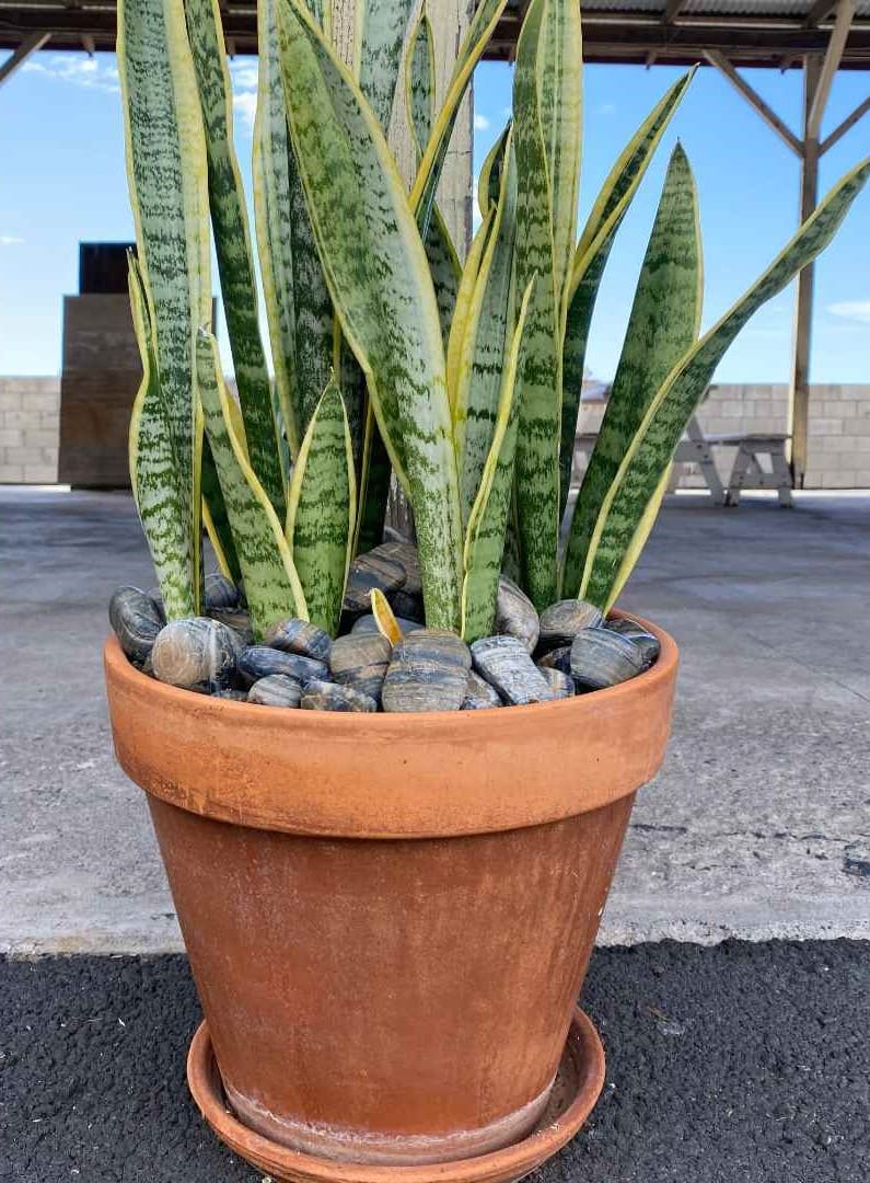 Tiger Wood Garden Pebbles Hawaii Stone Imports