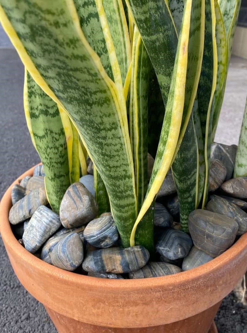 Tiger Wood Garden Pebbles Hawaii Stone Imports