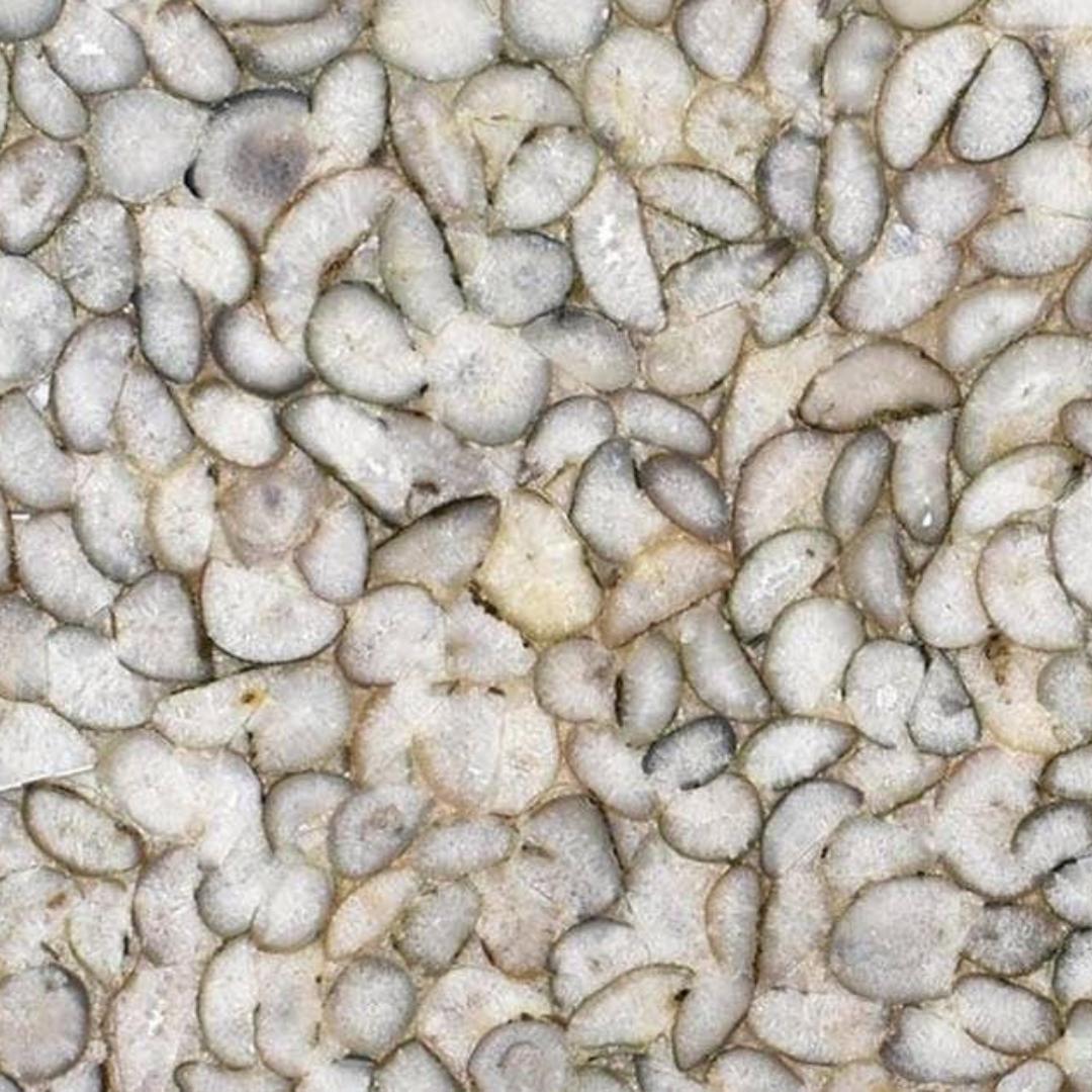 BONE PREMIUM Semi Precious Agate Gemstone Polished Slab