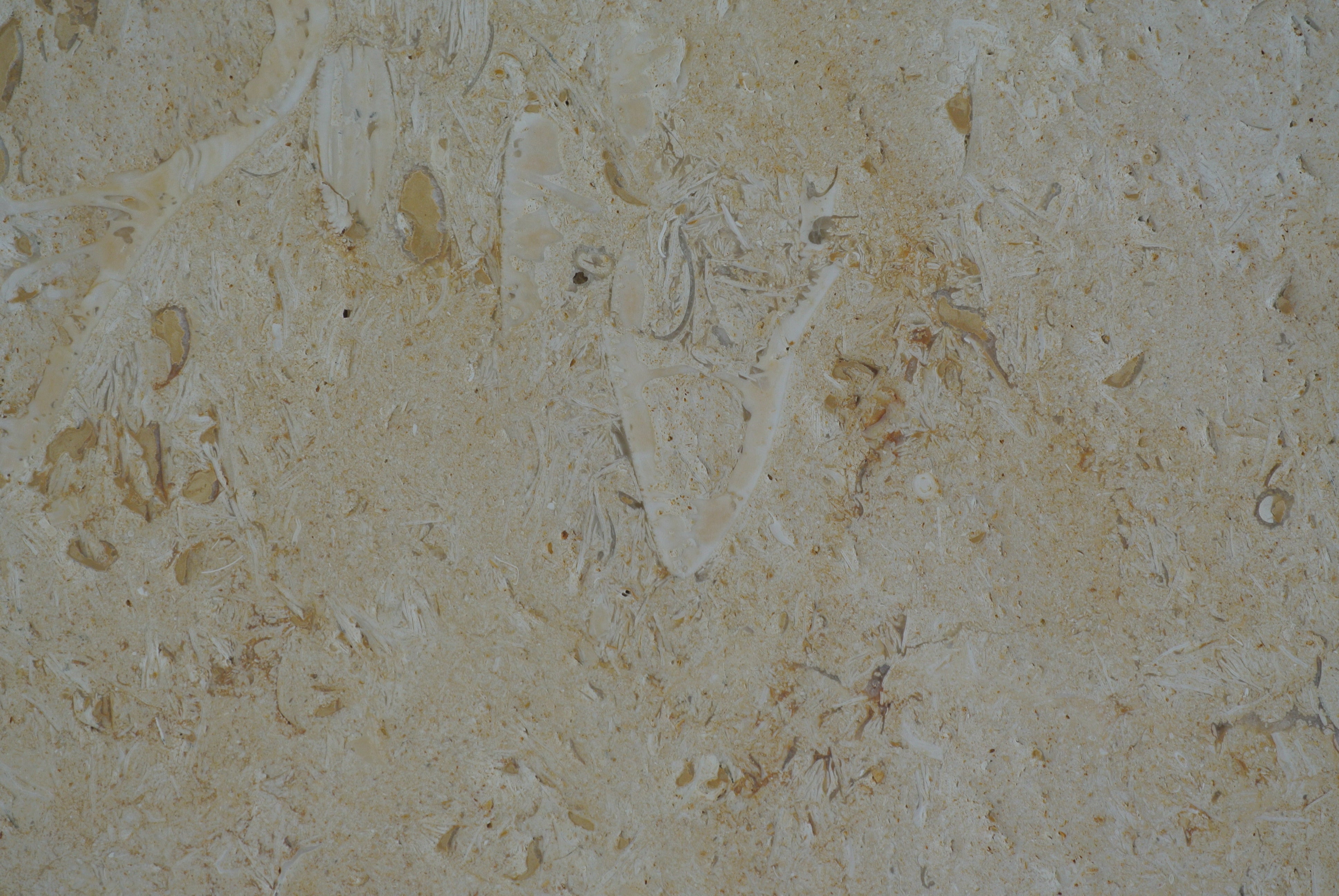 DESERT GOLD Limestone Brushed/Filled Tile