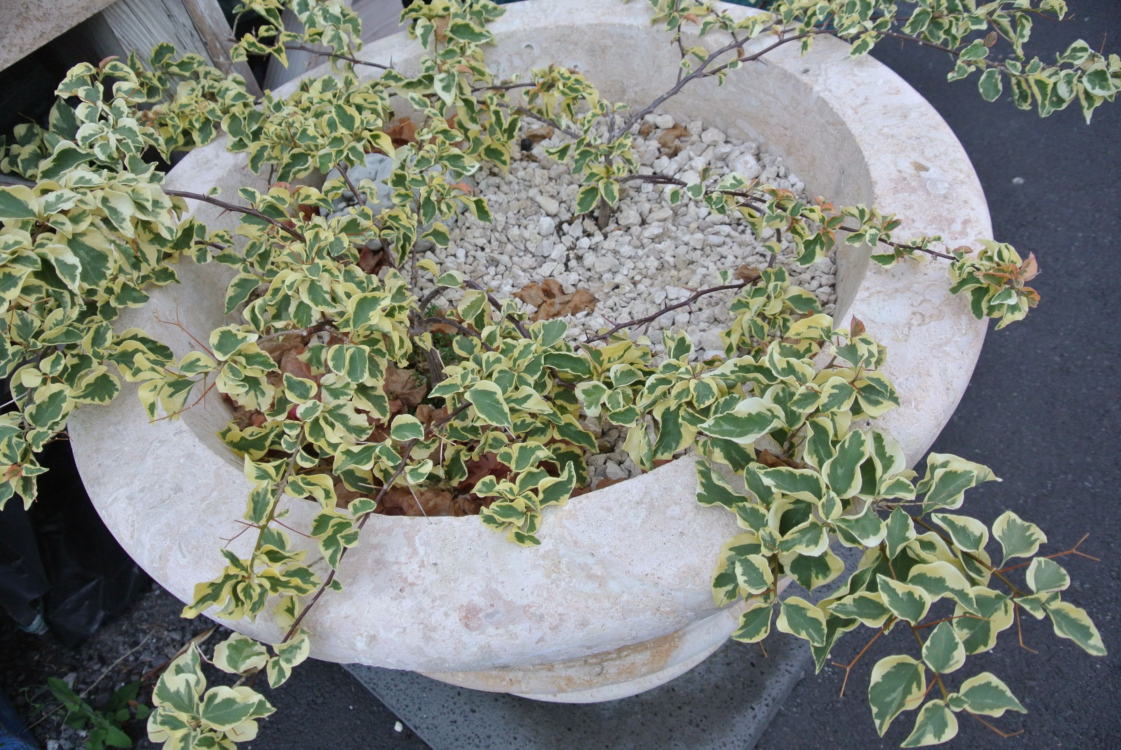 Coral Classic Planter Hawaii Stone Imports