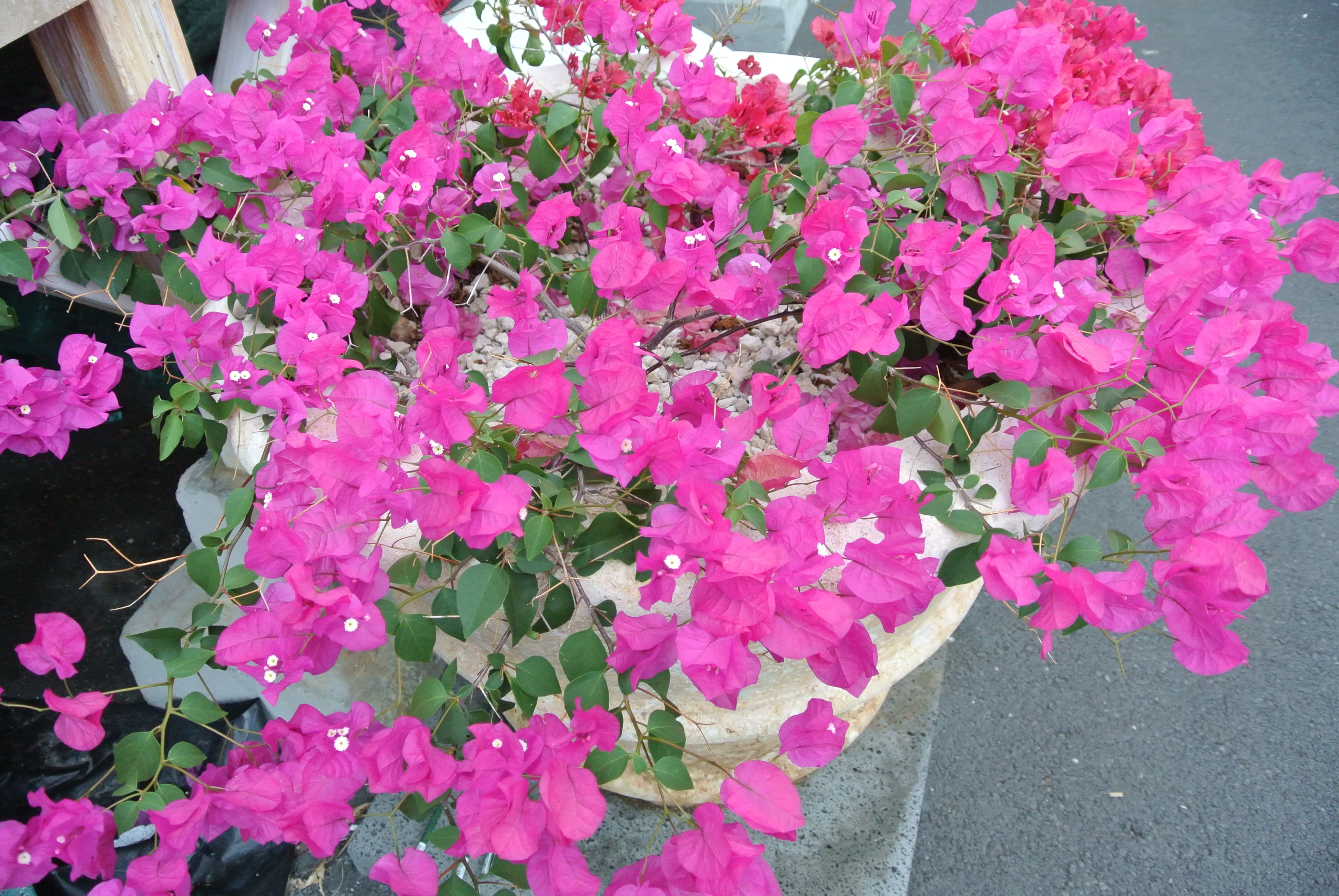 Coral Classic Planter Hawaii Stone Imports