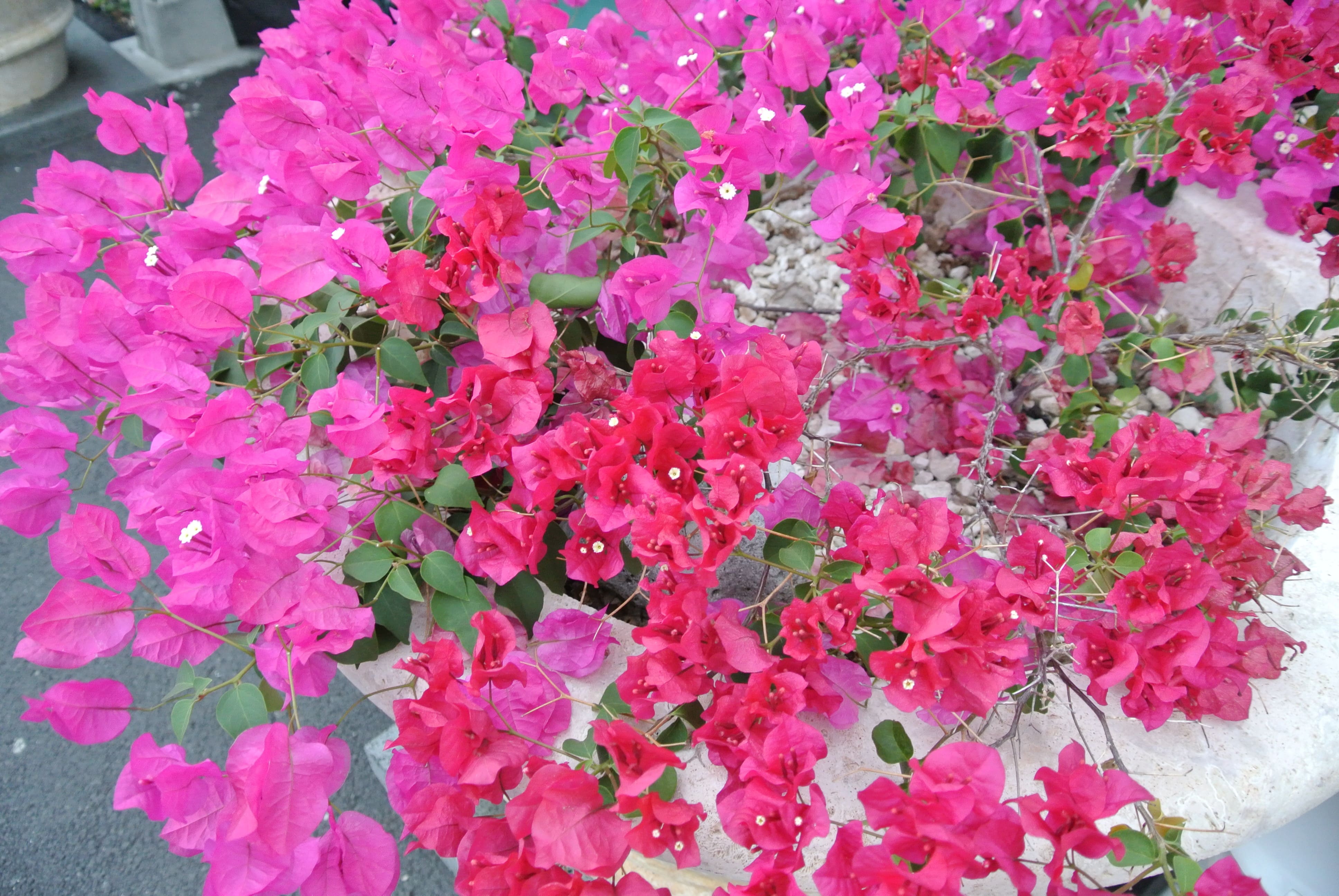 Coral Classic Planter Hawaii Stone Imports