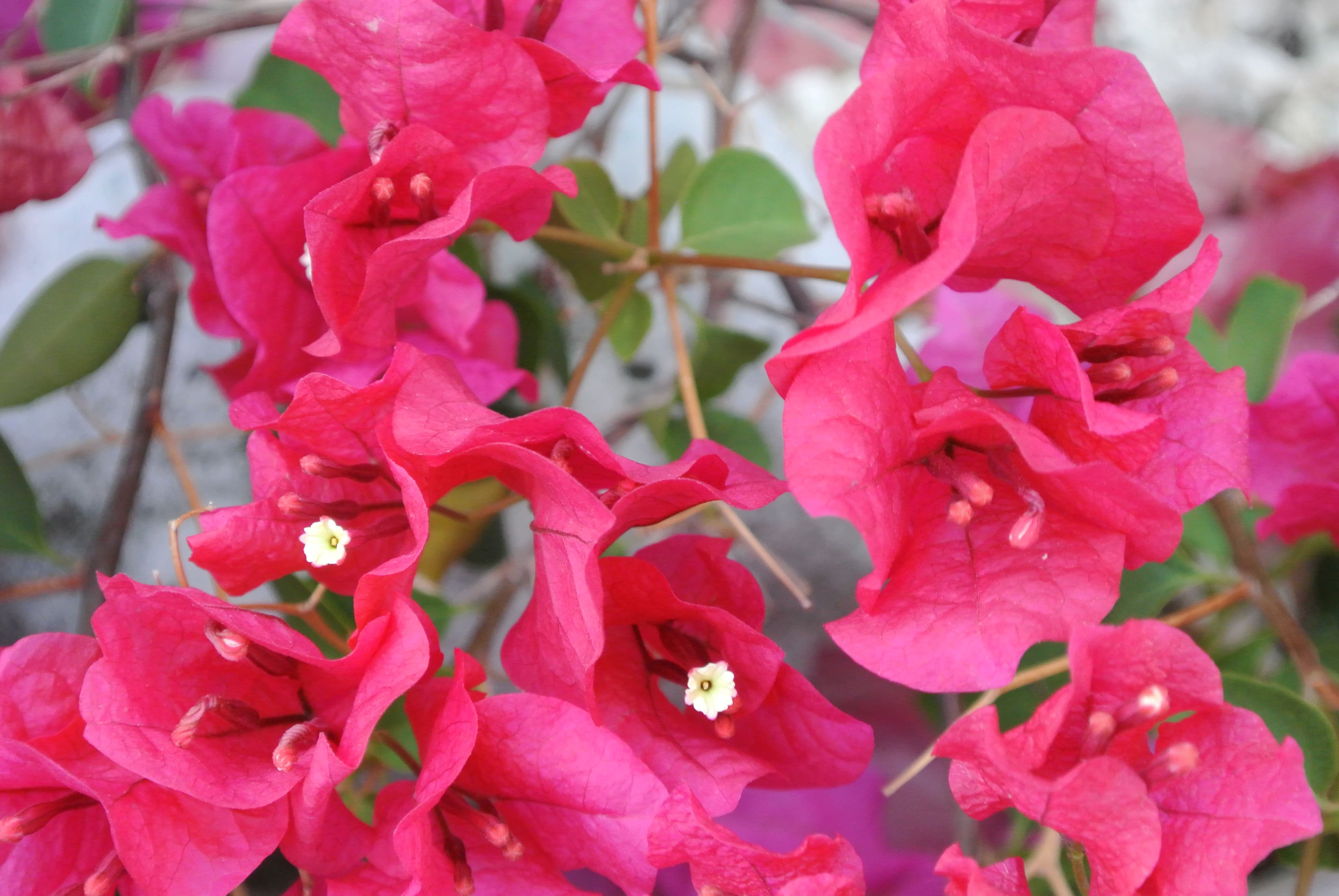 Coral Classic Planter Hawaii Stone Imports