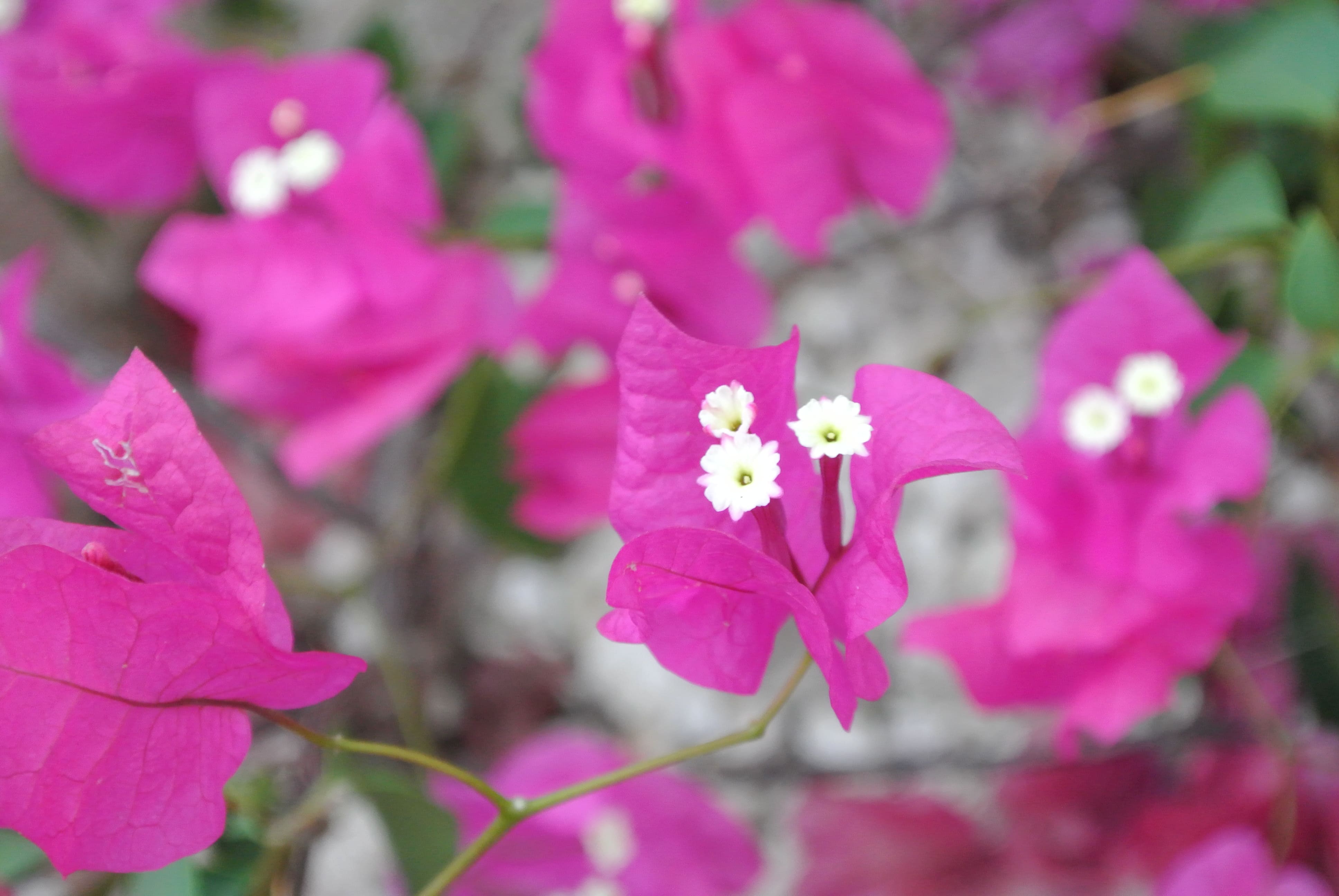 Coral Classic Planter Hawaii Stone Imports