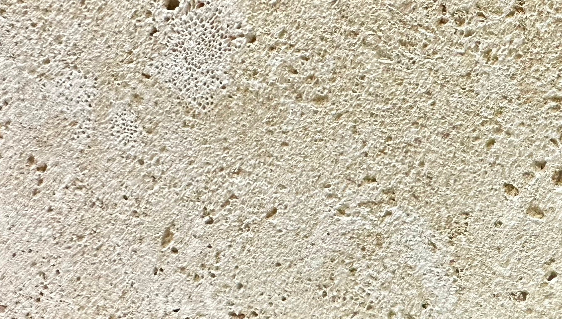 Coral Classic Wall Veneer Hawaii Stone Imports