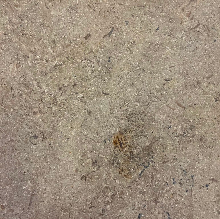 Sinai Pearl Cambria Quartz Slab Hawaii Stone Imports