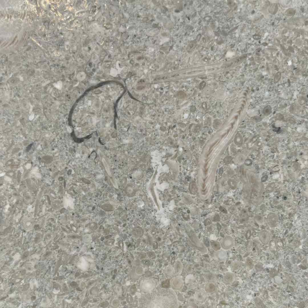 Seagrass Limestone Tile Hawaii Stone Imports