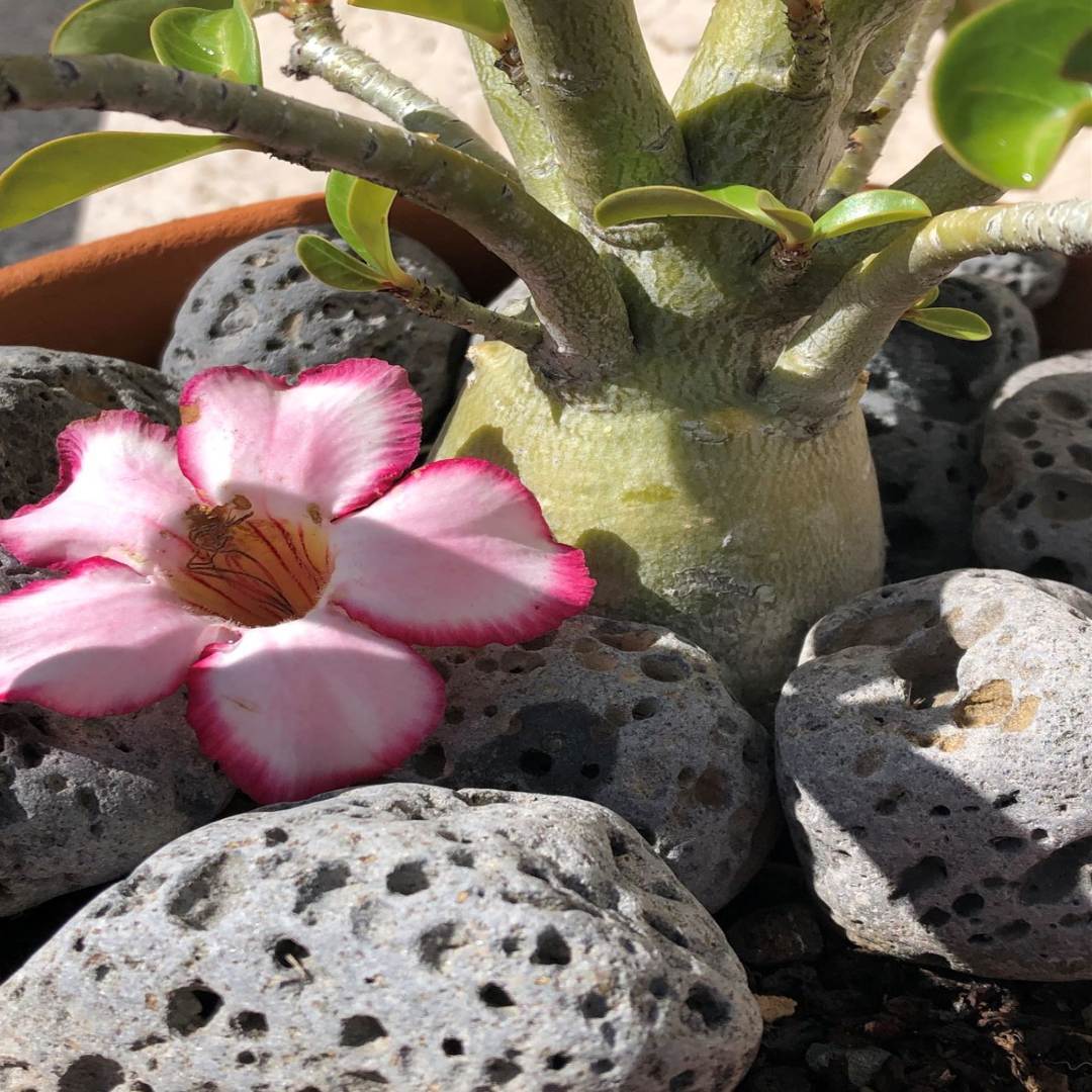 Puka Lava Grey Basalt Loose Pebbles Hawaii Stone Imports