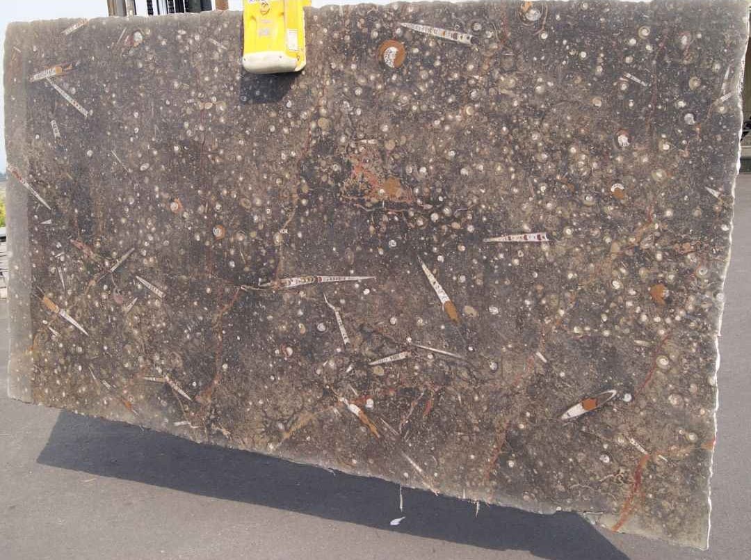 Polished Limestone Rocks BROWN FOSSIL Limestone Polished Slab - Hawaii Stone