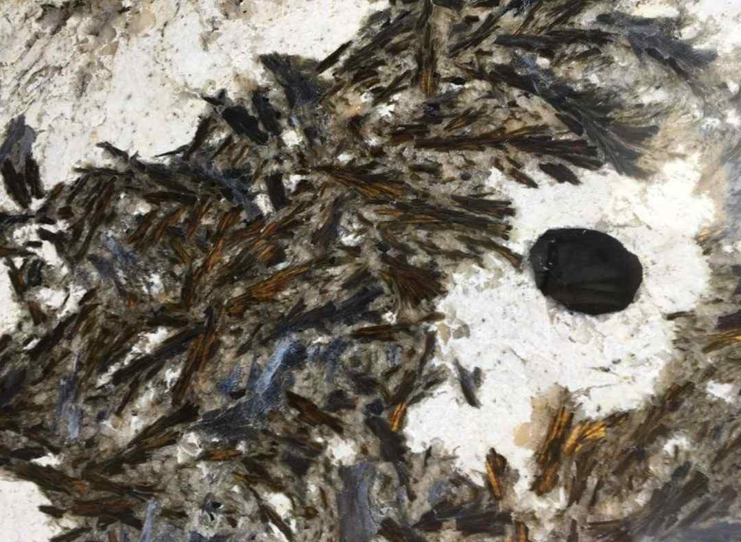 slab-granite-black-crystal-stone-0134-hawaii-stone-imports