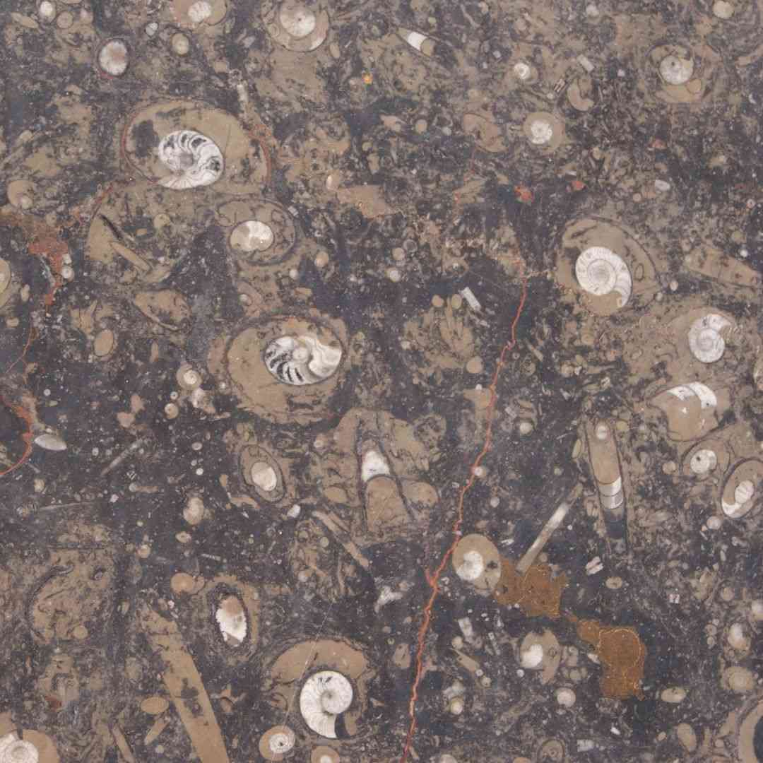 Polished Limestone Rocks BROWN FOSSIL Limestone Polished Slab - Hawaii Stone