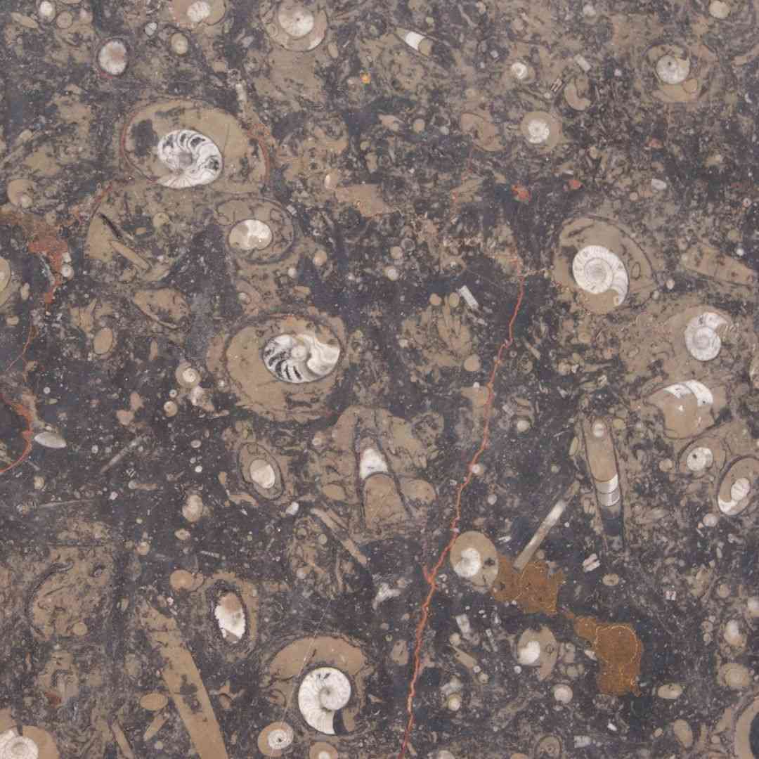 slab-limestone-brown-fossil-stone-0010-hawaii-stone-imports
